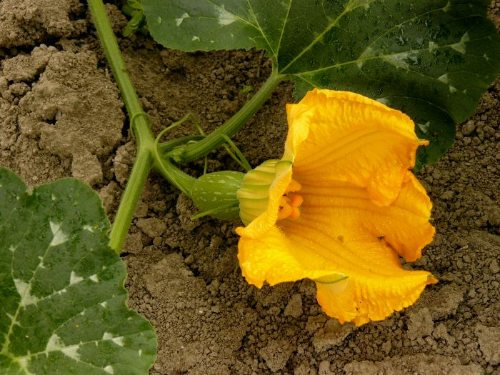 Female Pumpkin Flower