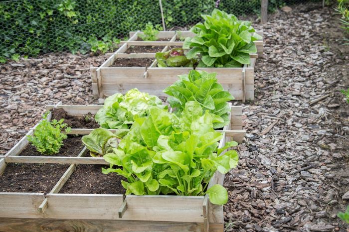 Vegetables Growing in Square Foot Garden