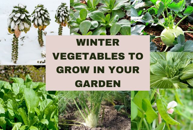 Winter Vegetables to Grow in your Garden